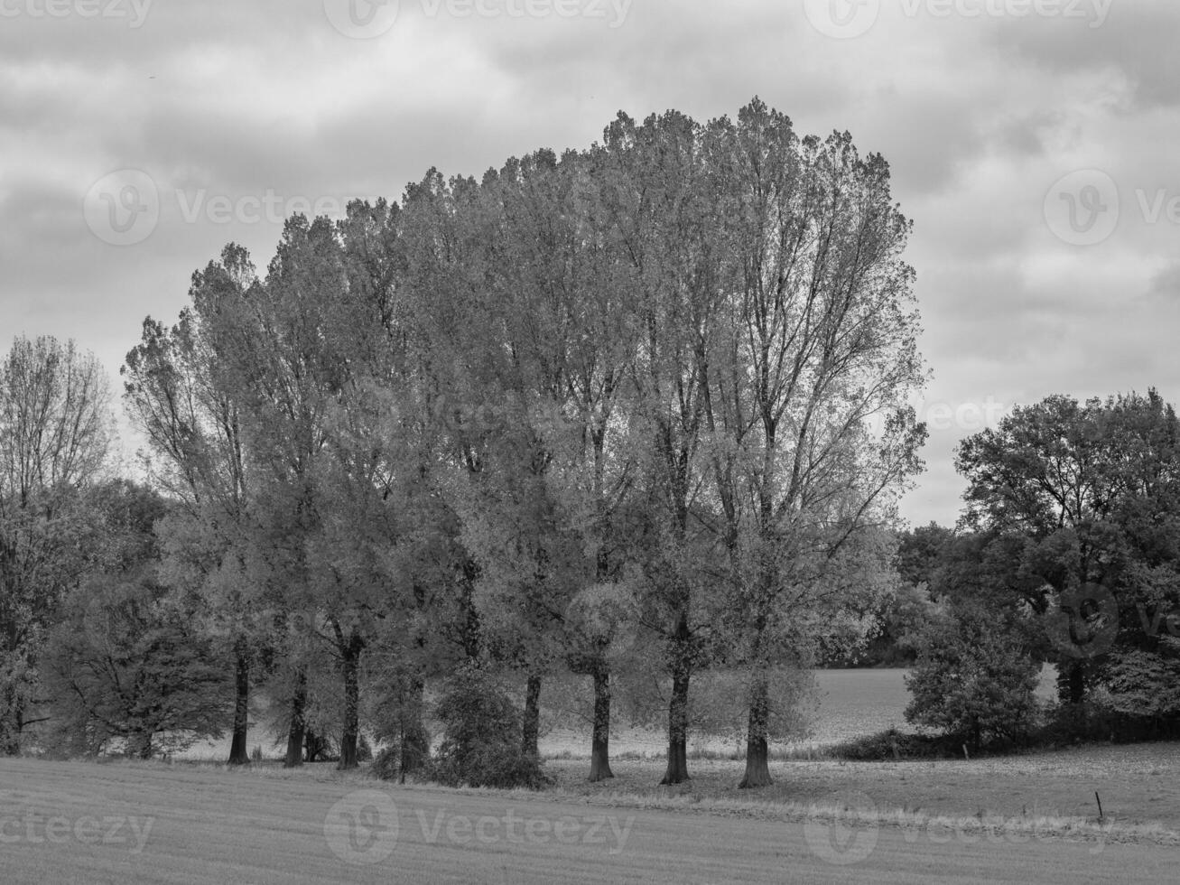 Black and white photo of trees in a field
