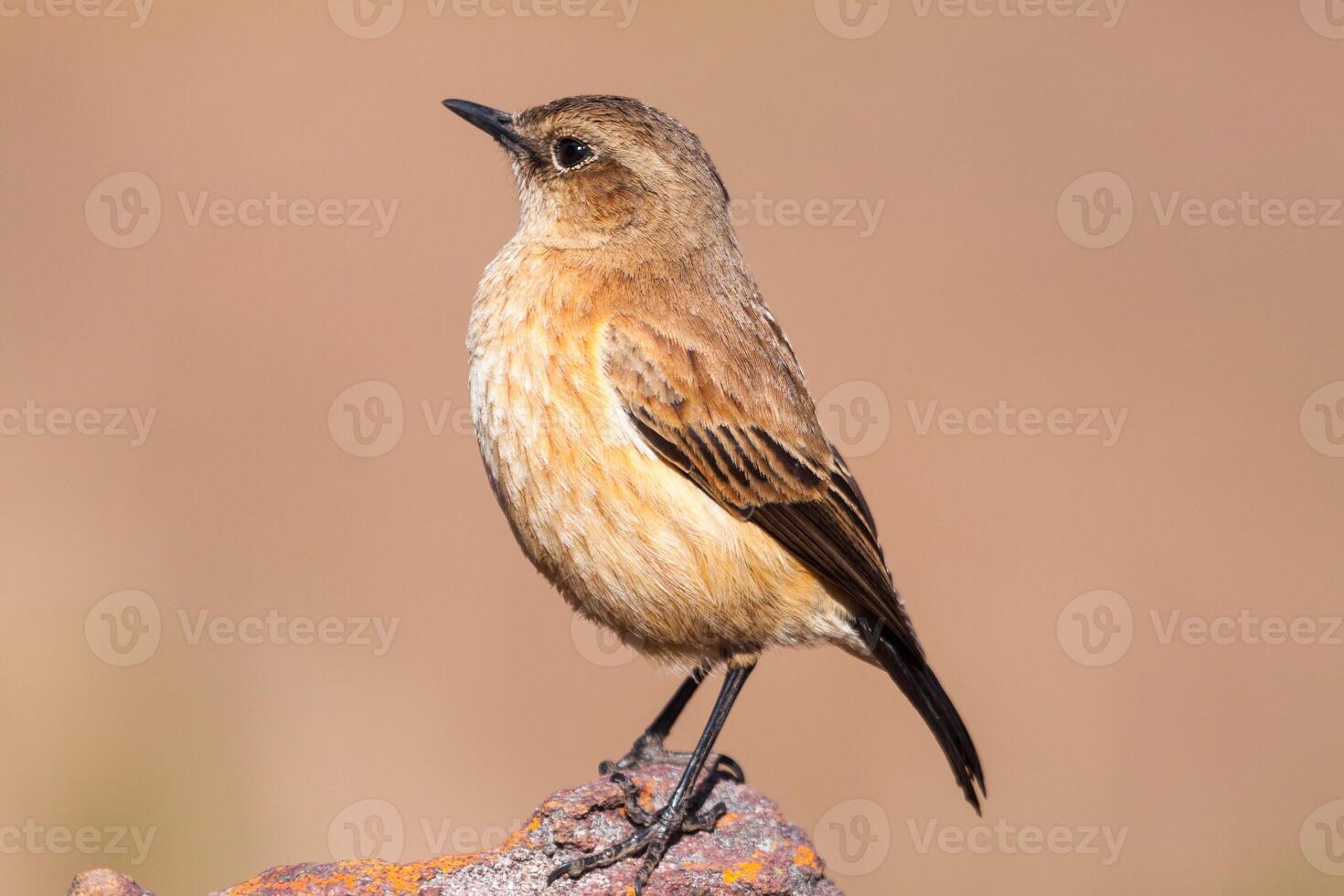 Buff-streaked Chat on a rock photo