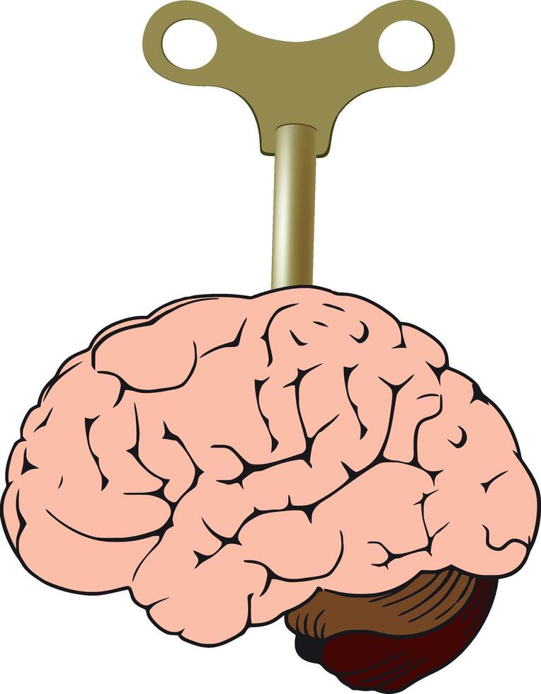 A brain with a key attached to it vector