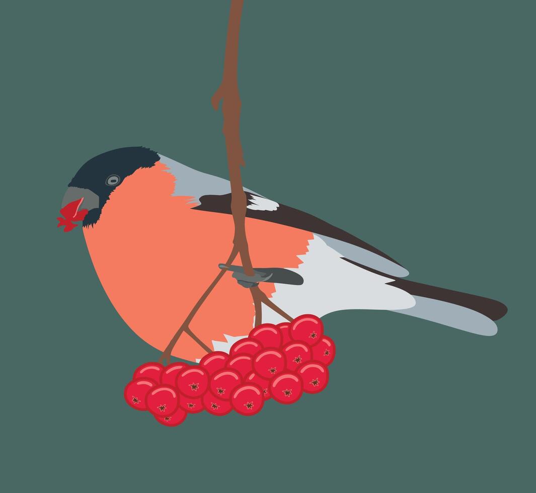 Bullfinch on a branch with rowan berries vector