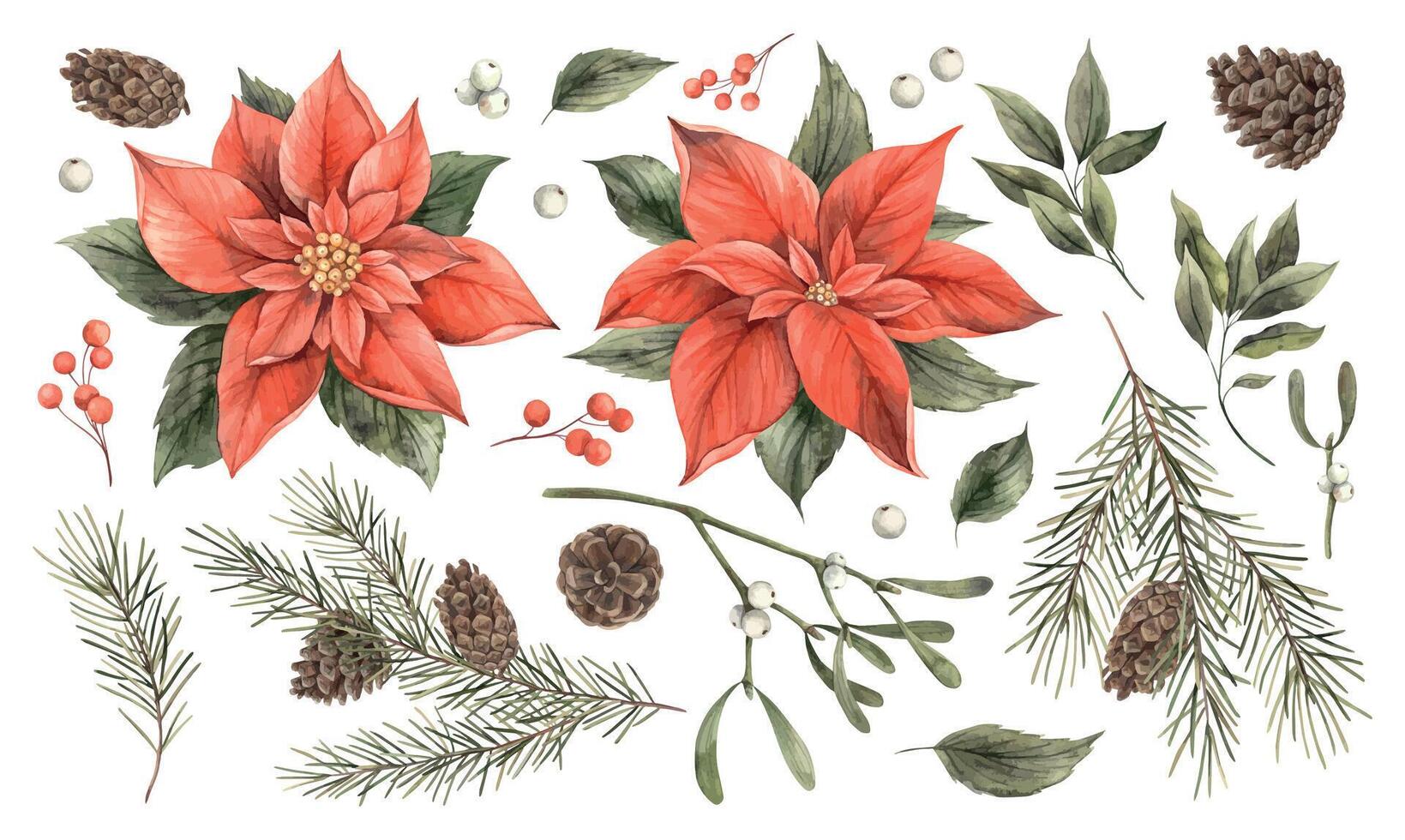 Red poinsettia flower, fir branches, green leaves, mistletoe, brown cones. Watercolor holiday set of hand-drawn illustrations. Drawing for Christmas and New Year holidays, invitations, cards, banners. vector