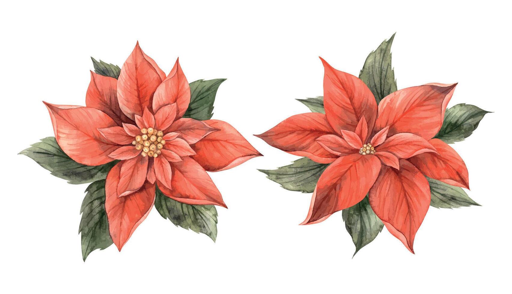 Poinsettia, Christmas red flower with green leaves. Set of two watercolor botanical illustrations in holiday style. Floral and plant trend. Drawing invitations, greeting cards and holiday banners. vector