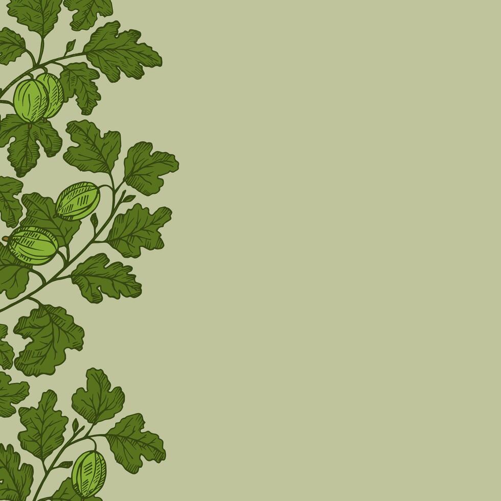 Template background with Gooseberry for text. Hand drawn engraved border with berries harvest, branches and fruits of sweet gooseberries for label, logo, paper, design, sign. Food illustration vector