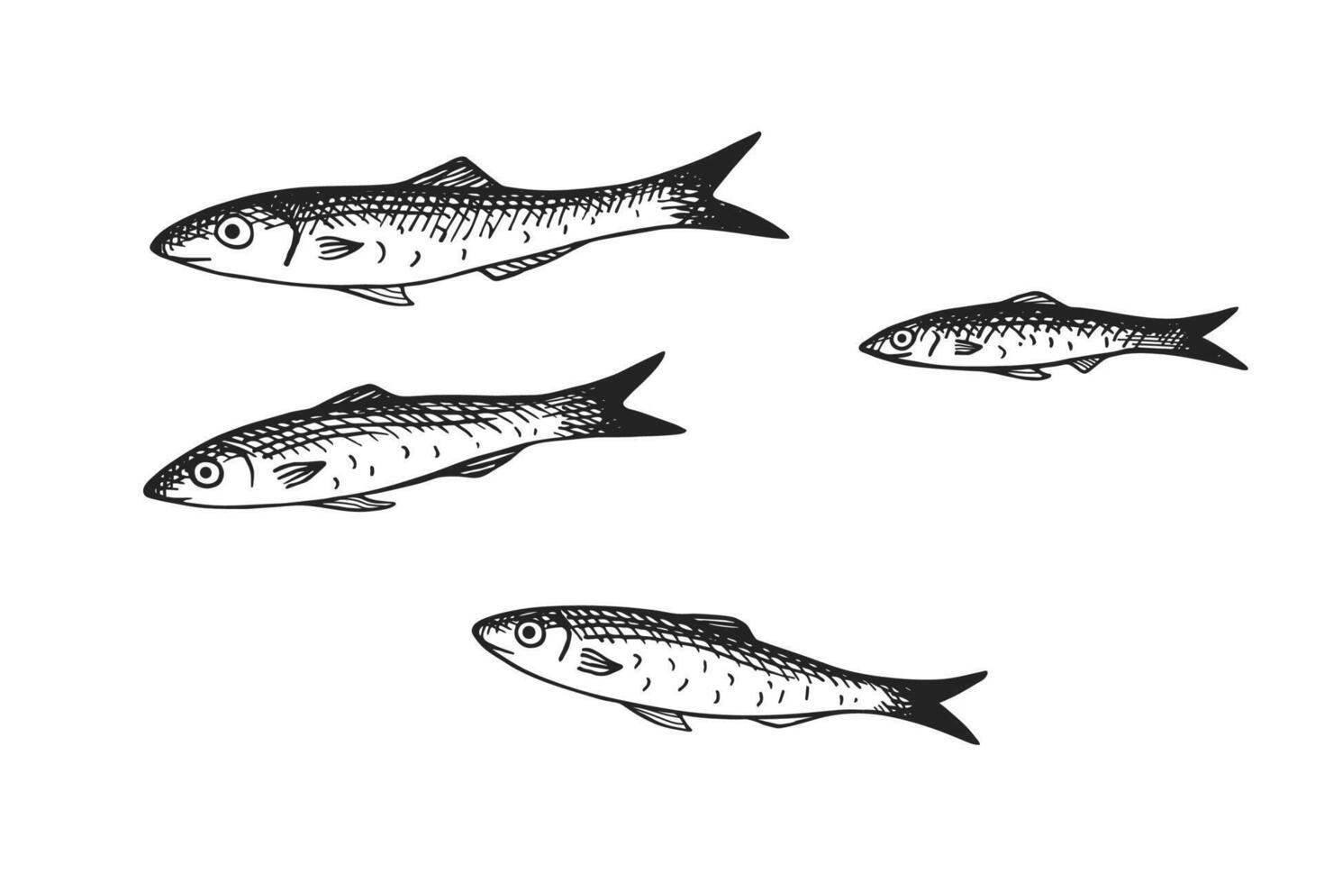 Engraved illustration of Anchovy fingerling on isolated background. Hand drawn ink sketch of a school of small sea fish. Seafood, marine life, animals. Design for logo, label, sign, card, print vector