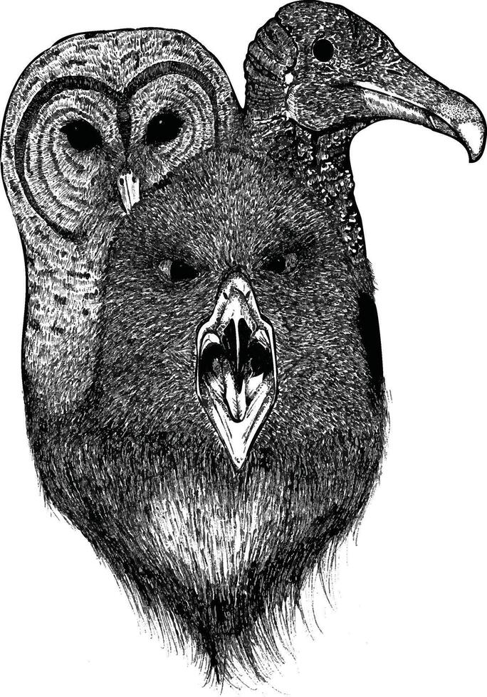 three heads of predatory birds, eagle, owl, and vulture into one illustration. vector