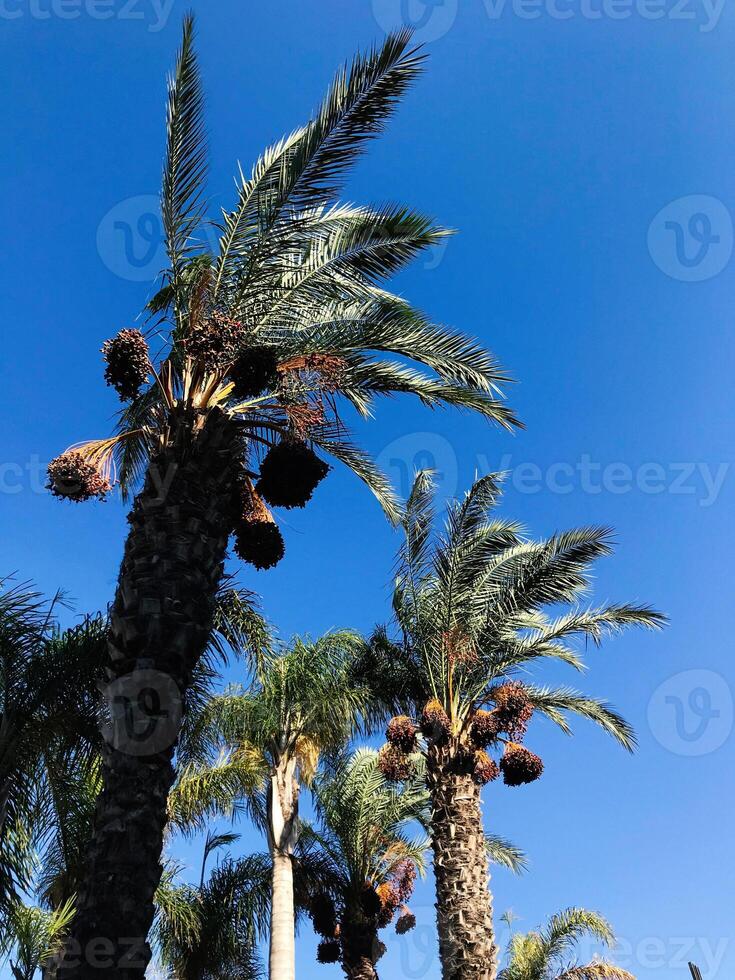Tall palm trees with vibrant blue sky background photo