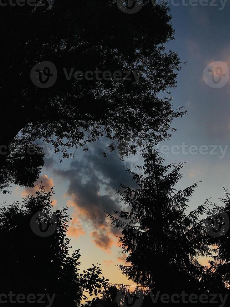 Silhouette of trees against a colorful evening sky sunset photo