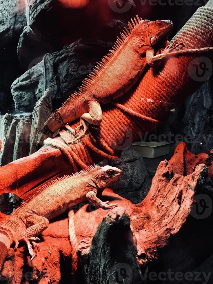 Two iguanas basking under a warm heat lamp on rocky surface photo