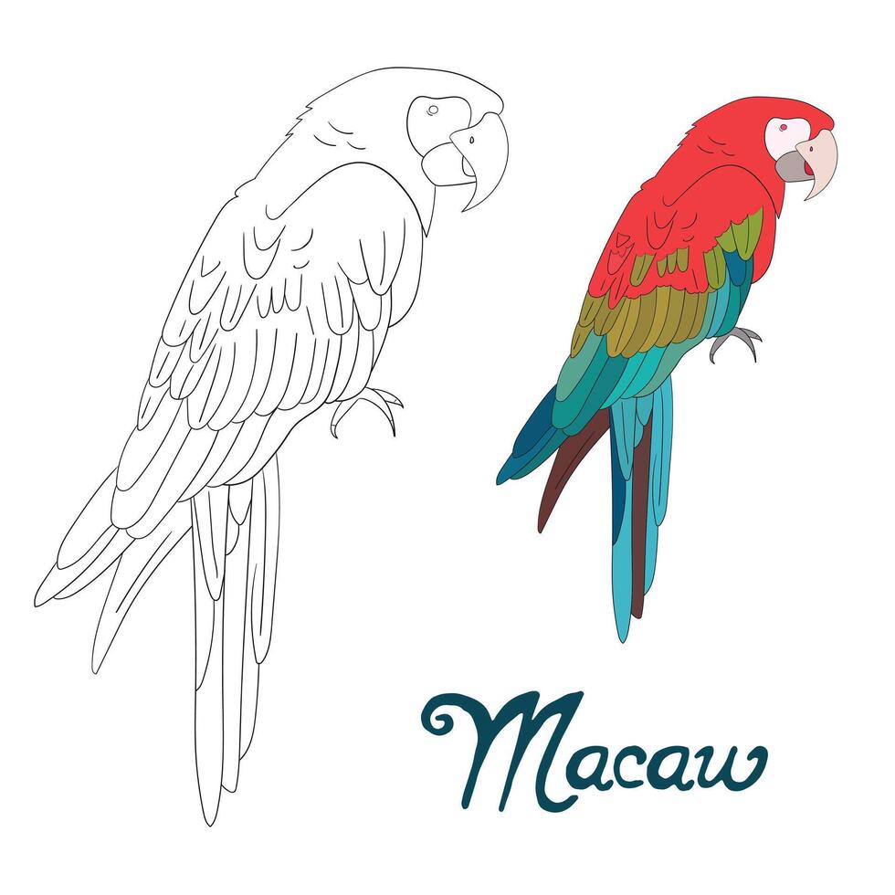 Educational game coloring book macaw bird cartoon doodle hand drawn illustration vector