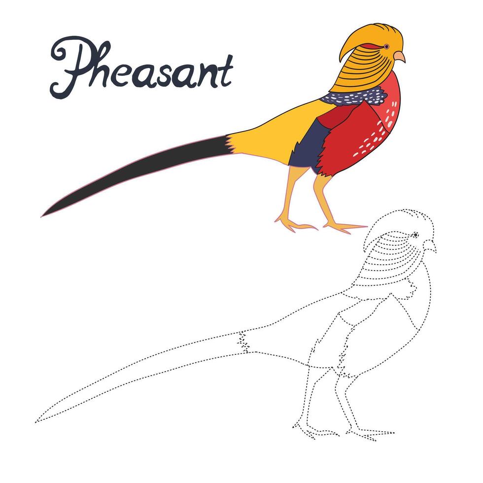 Educational game connect the dots to draw pheasant bird cartoon doodle hand drawn illustration vector