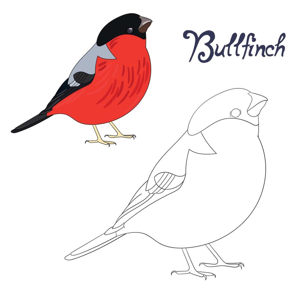 Educational game coloring book bullfinch bird cartoon doodle hand drawn illustration vector