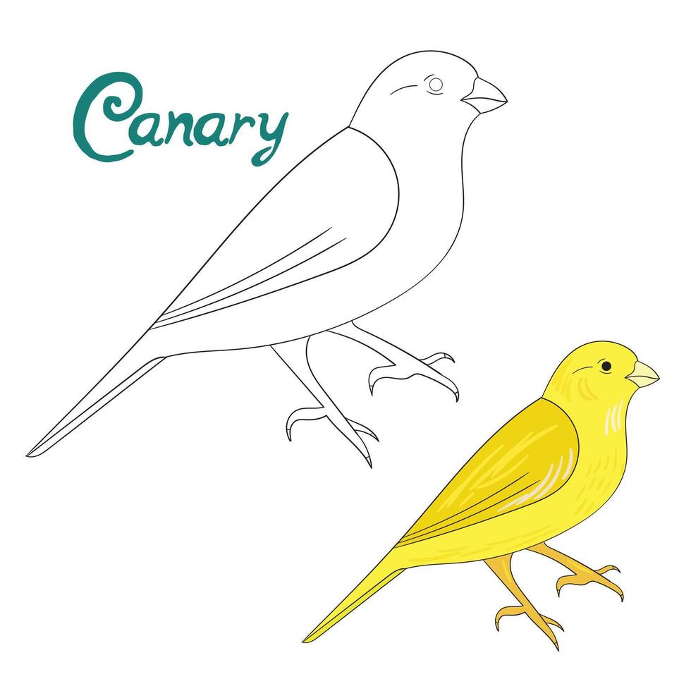 Educational game coloring book canary bird cartoon doodle hand drawn illustration vector