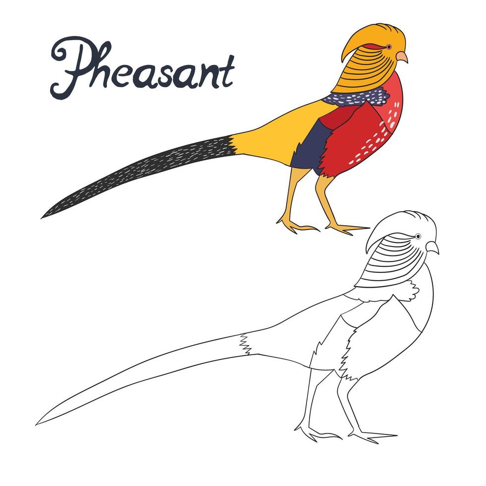 Educational game coloring book pheasant bird cartoon doodle hand drawn illustration vector