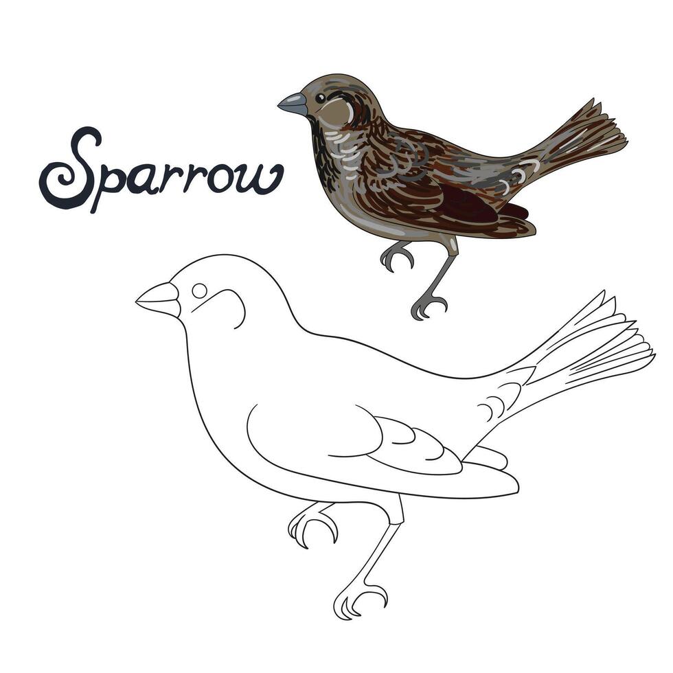 Educational game coloring book sparrow bird cartoon doodle hand drawn illustration vector