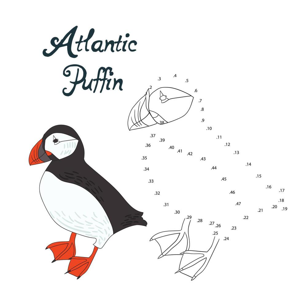 Educational game connect the dots to draw atlantic puffin bird cartoon doodle hand drawn illustration vector