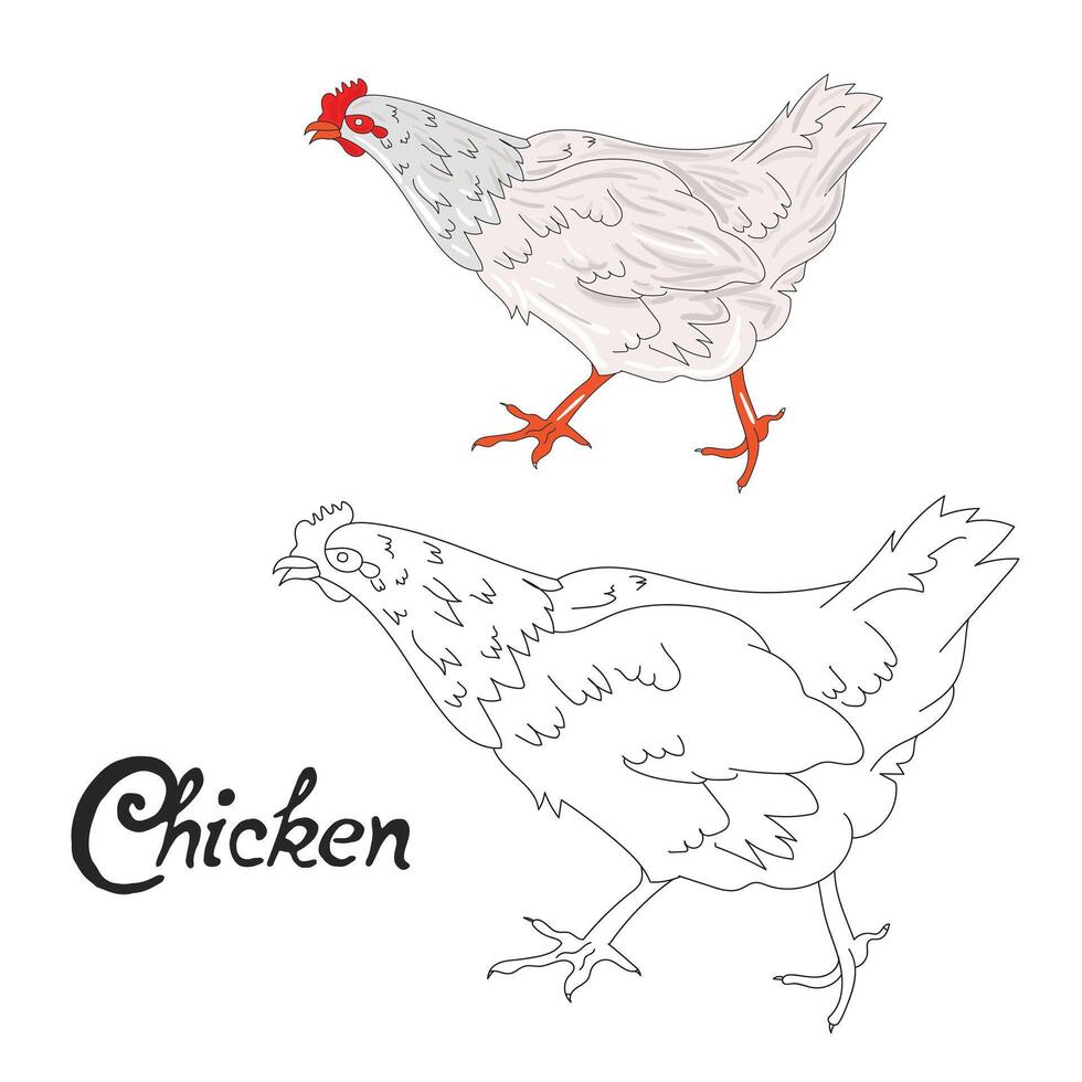 Educational game coloring book chicken hen bird cartoon doodle hand drawn illustration vector