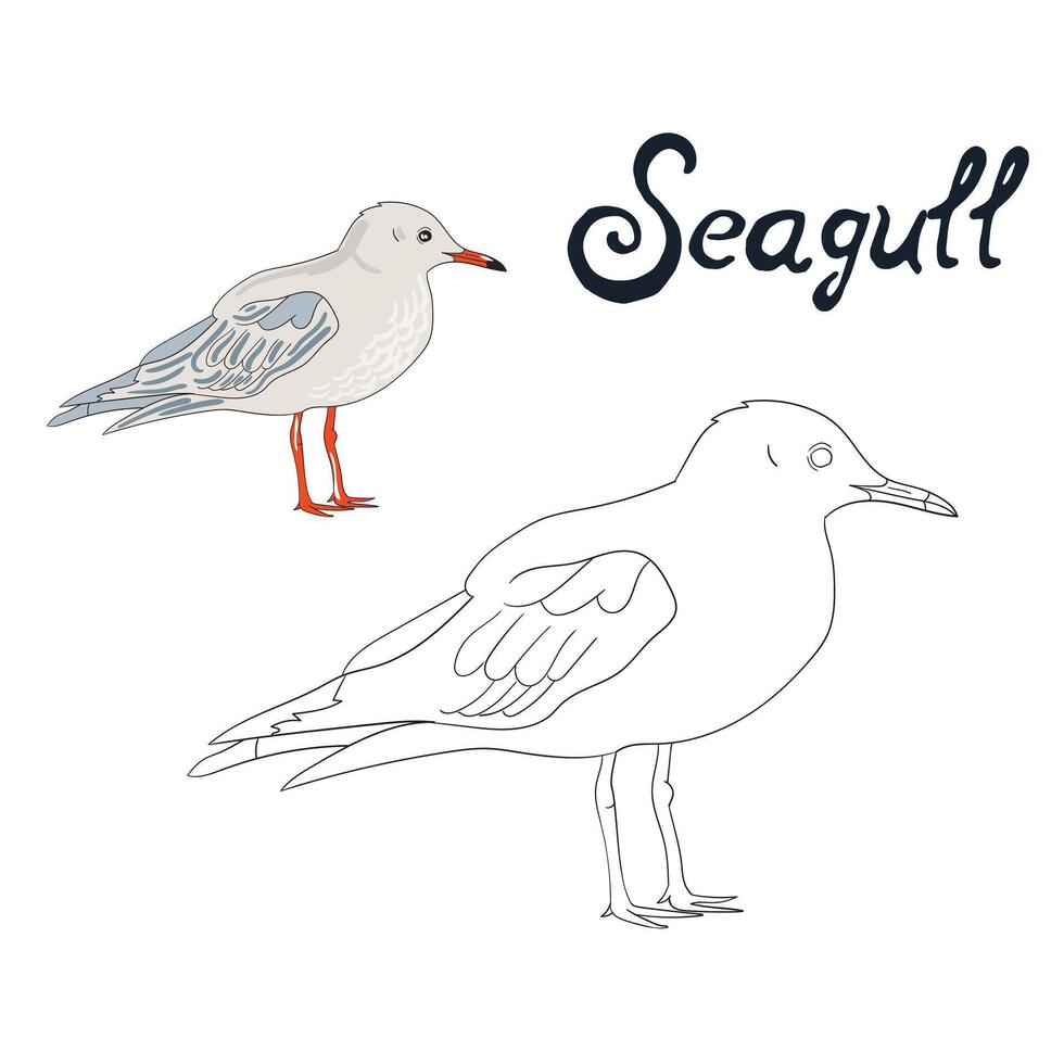 Educational game coloring book seagull bird illustration vector