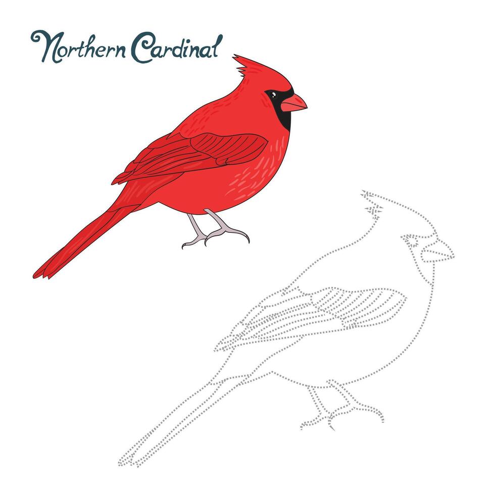 Educational game connect the dots to draw northern cardinal bird cartoon doodle hand drawn illustration vector
