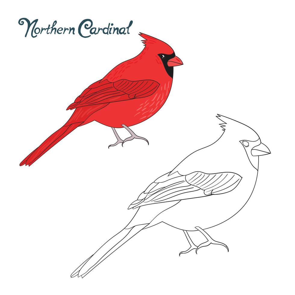 Educational game coloring book northern cardinal bird cartoon doodle hand drawn illustration vector