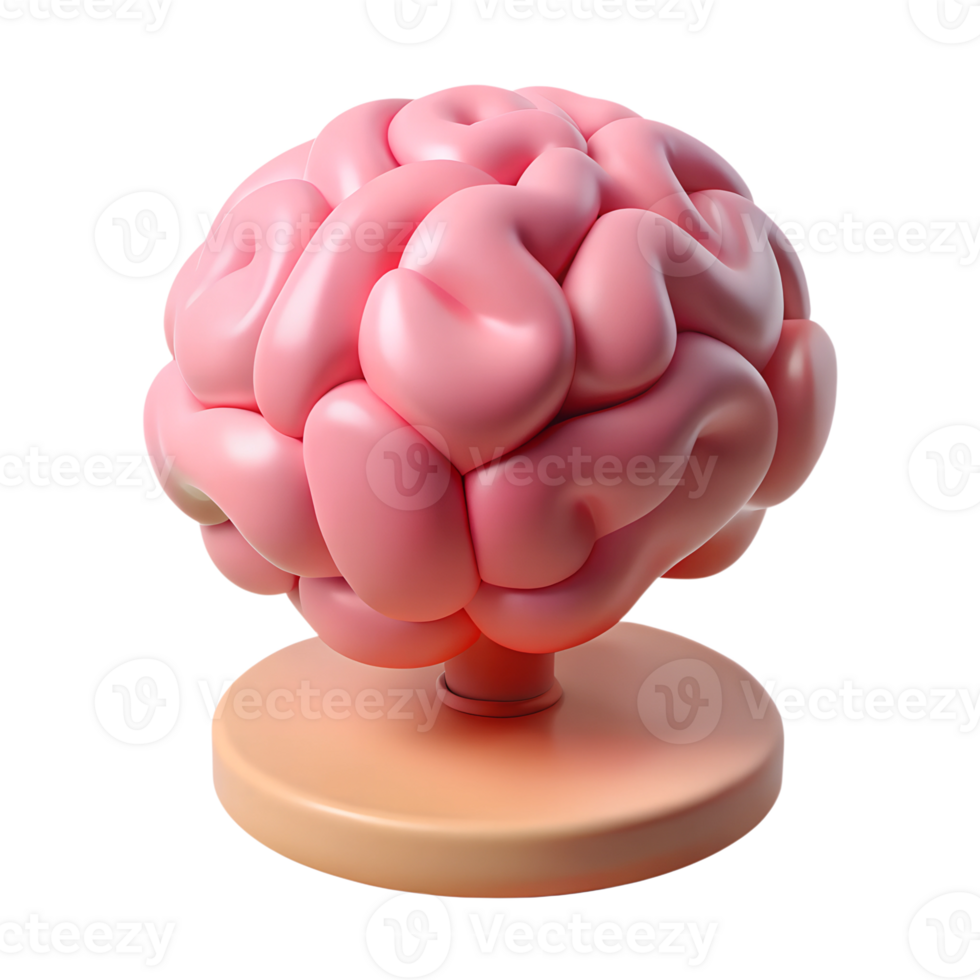 3D Brain Organ png