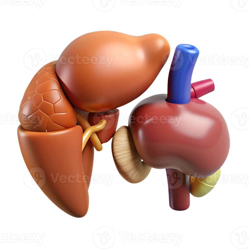 3D Organ Set png