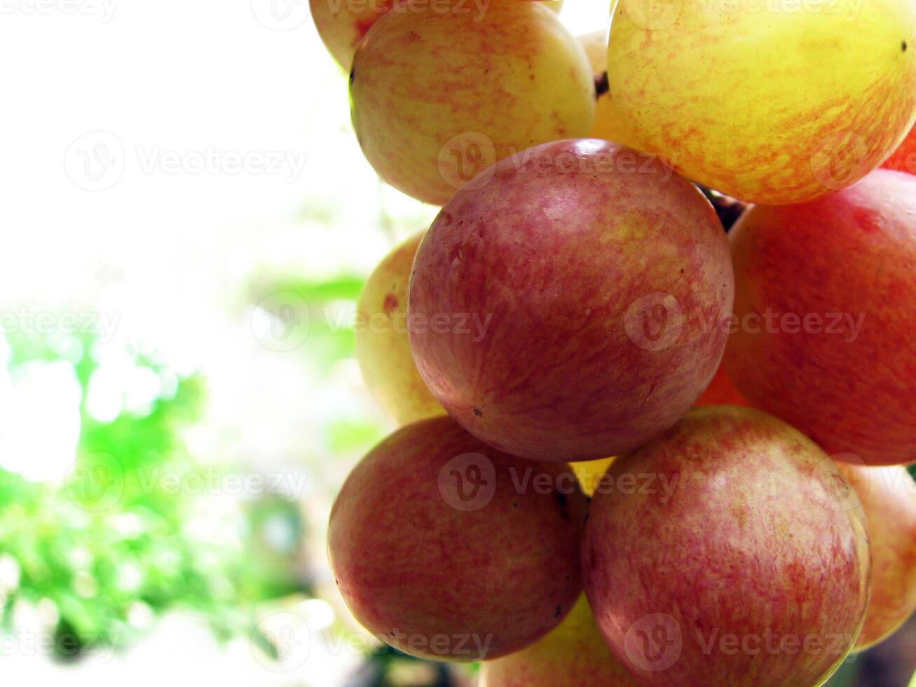 Closeup of rose grape fruits photo