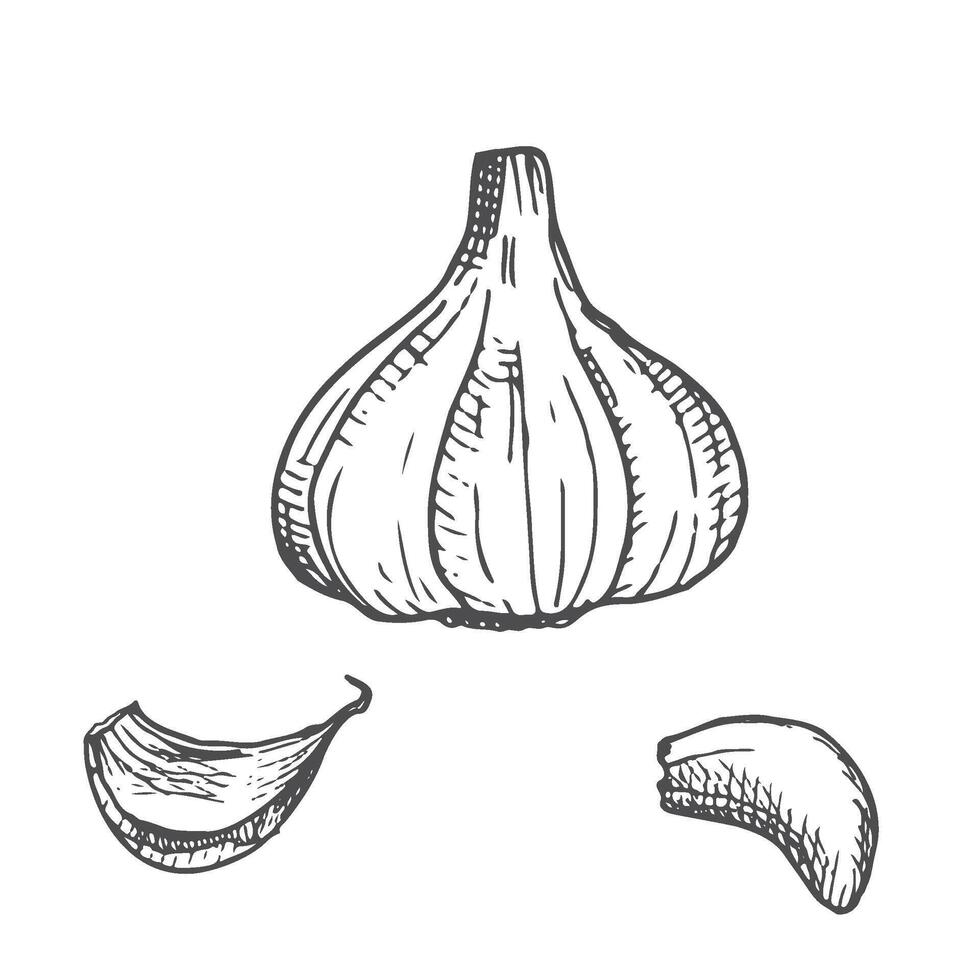 Pen and Ink hand drawn garlic on white background vector