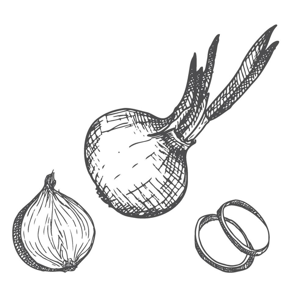 Pen and Ink hand drawn onion on white background vector
