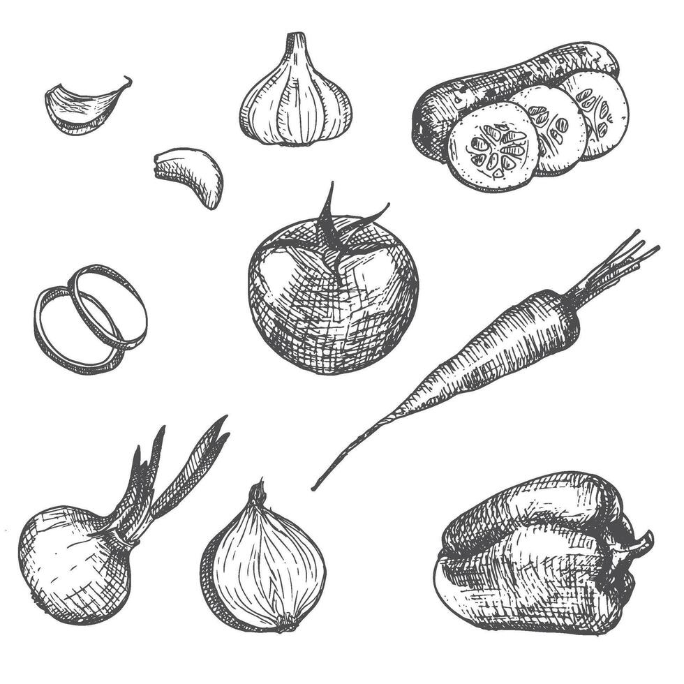 Hand drawn set of vegetables. vector