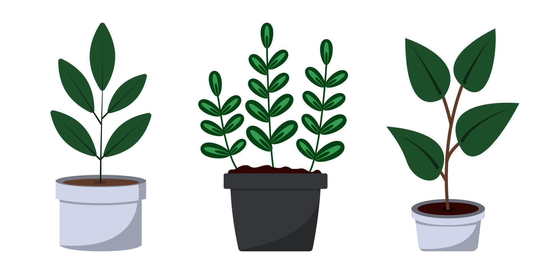 Various plants displayed in simple pots for home decor and gardening ideas vector