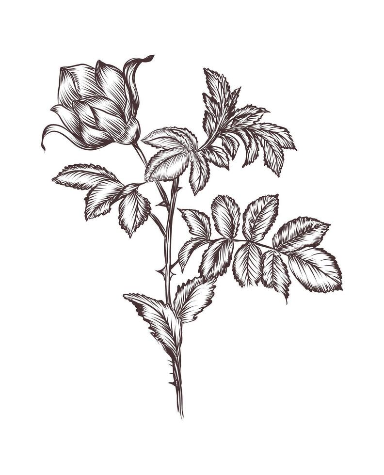 a vintage drawing of a flower with leaves vector