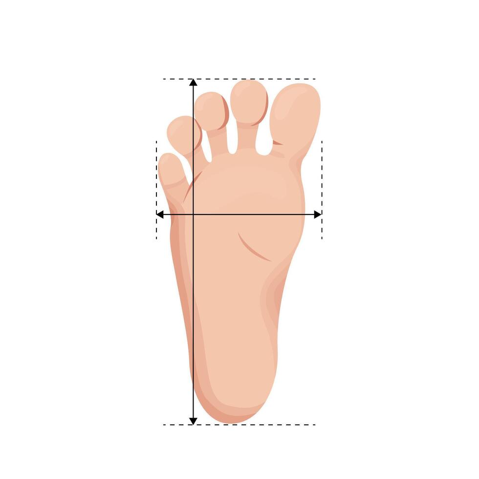 Foot size measurements for children. Footstep length and width metric vector