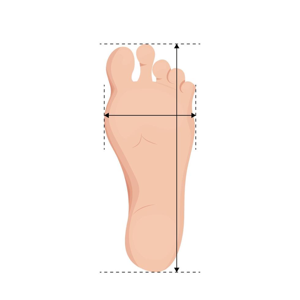 Foot size measurements. Footstep length and width on ruler vector