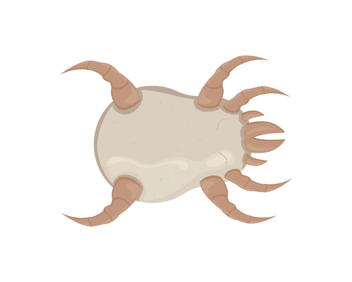 White dust mite. Microscopic dangerous insect causes asthma, allergy, infection and dermatitis. vector