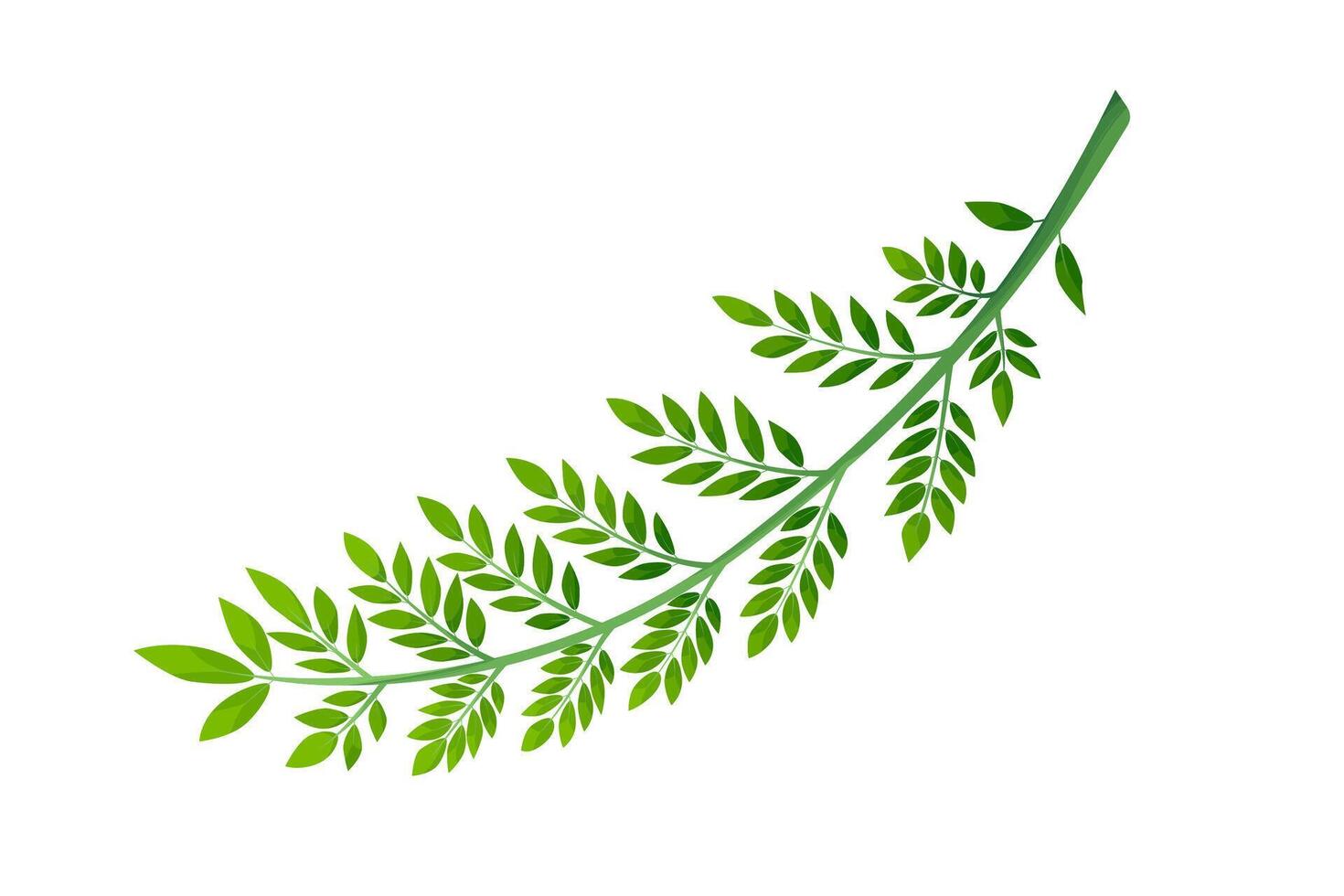 Jacaranda Mimosifolia tree, branch with leaves. Flora in Australia and Portugal. vector