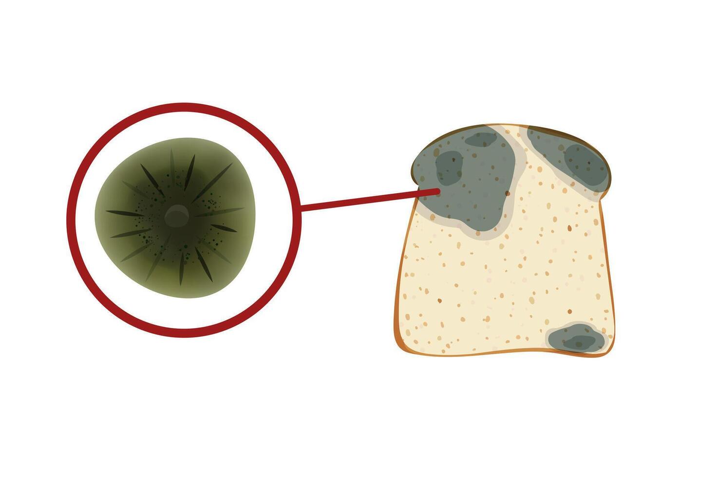 The cladosporium mold on the toast bread, set isolated on white background. Food fungus drawing. vector