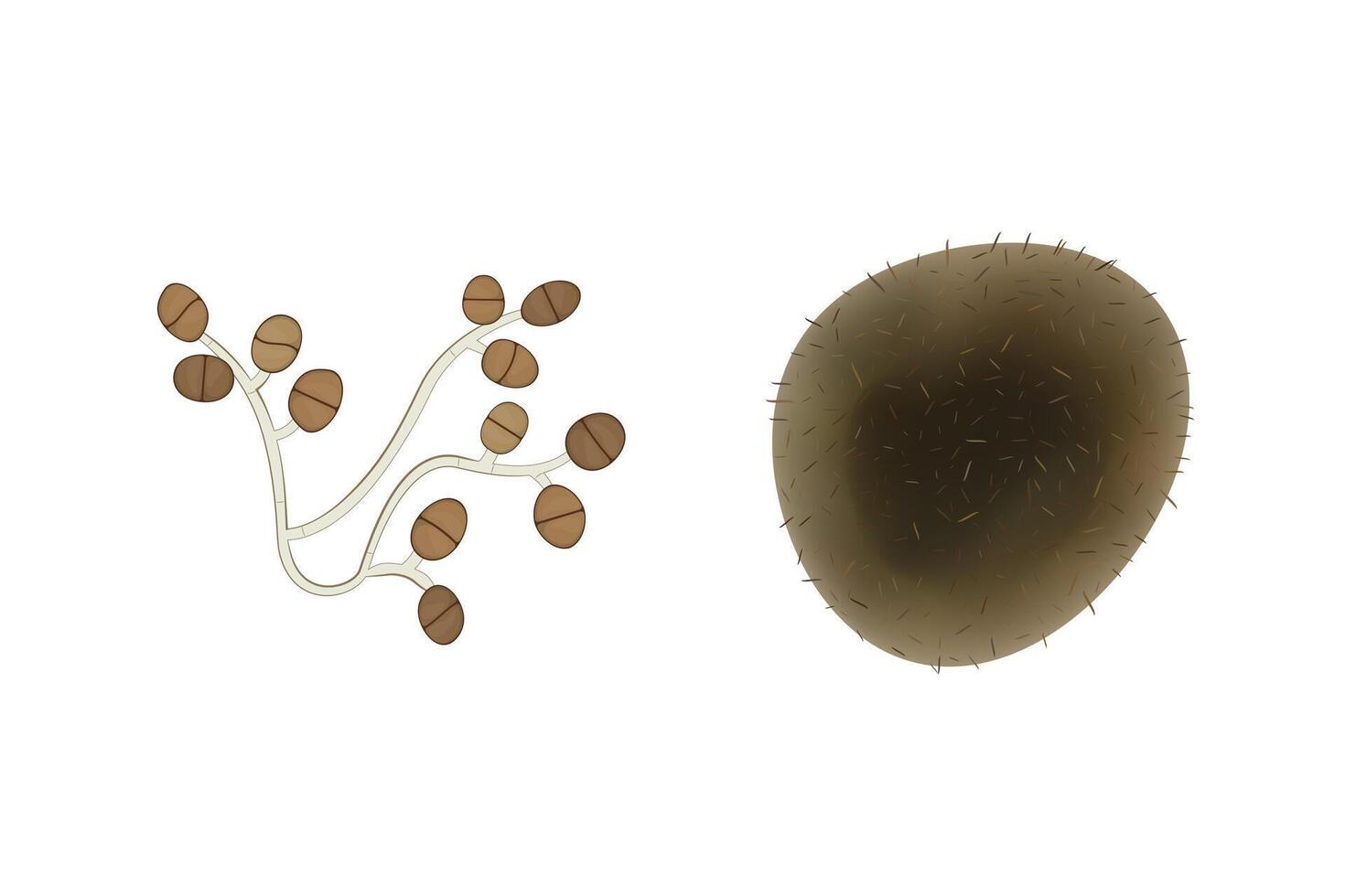 Ulocladium mold illustration isolated on white background. Fungus realistic and schematic drawing design vector