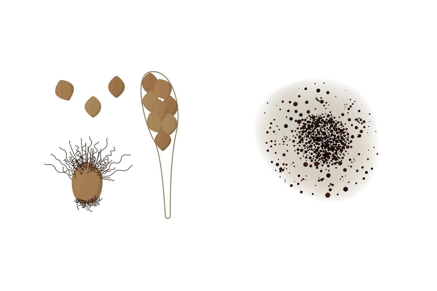 Chaetomium mold illustration isolated on white background. Fungus realistic and schematic drawing design vector