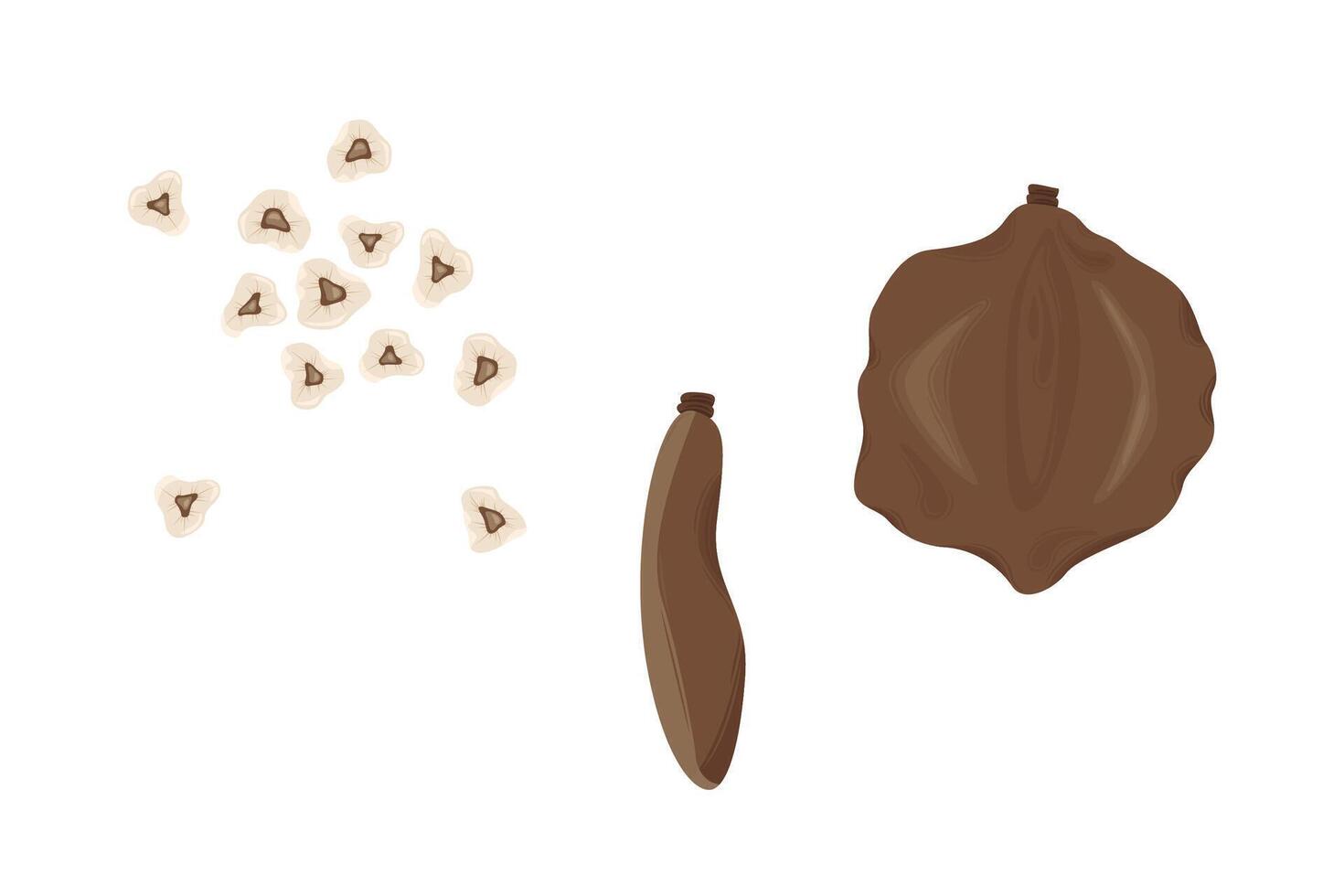 Jacaranda Mimosifolia tree. Seeds set. Flora in Australia and Portugal. vector