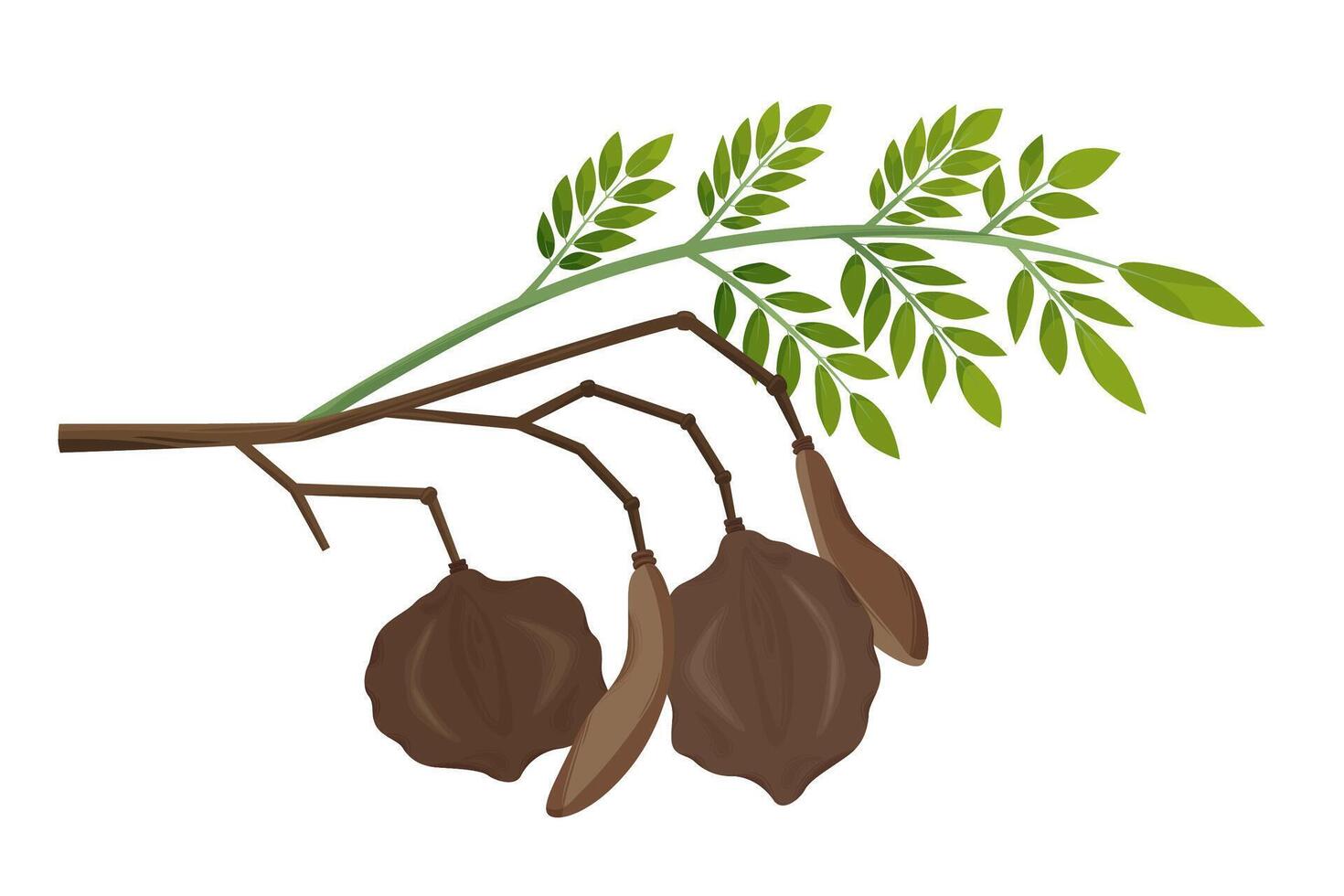 Jacaranda Mimosifolia tree, seeds and leaves on the branch. Flora in Australia and Portugal. vector