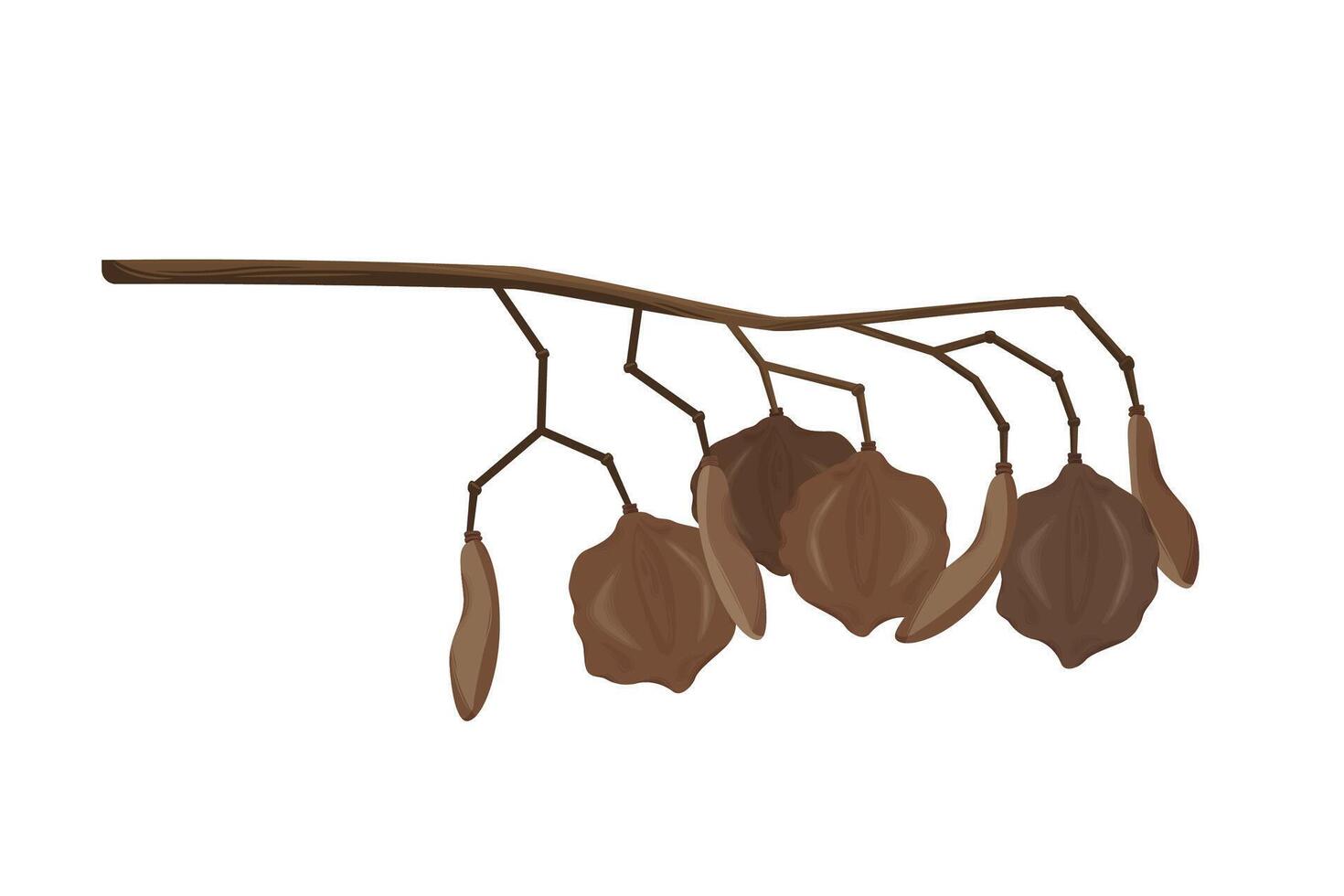 Jacaranda Mimosifolia tree, seeds on the branch. Flora in Australia and Portugal. vector