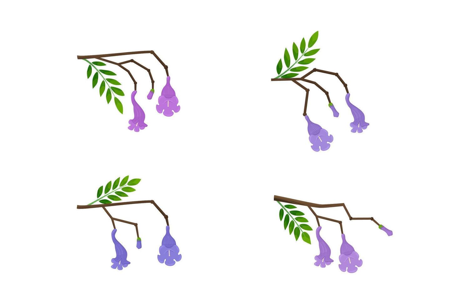 Jacaranda Mimosifolia tree. Flowers, buds and leaves on the branches set. Flora in Australia and Portugal. vector