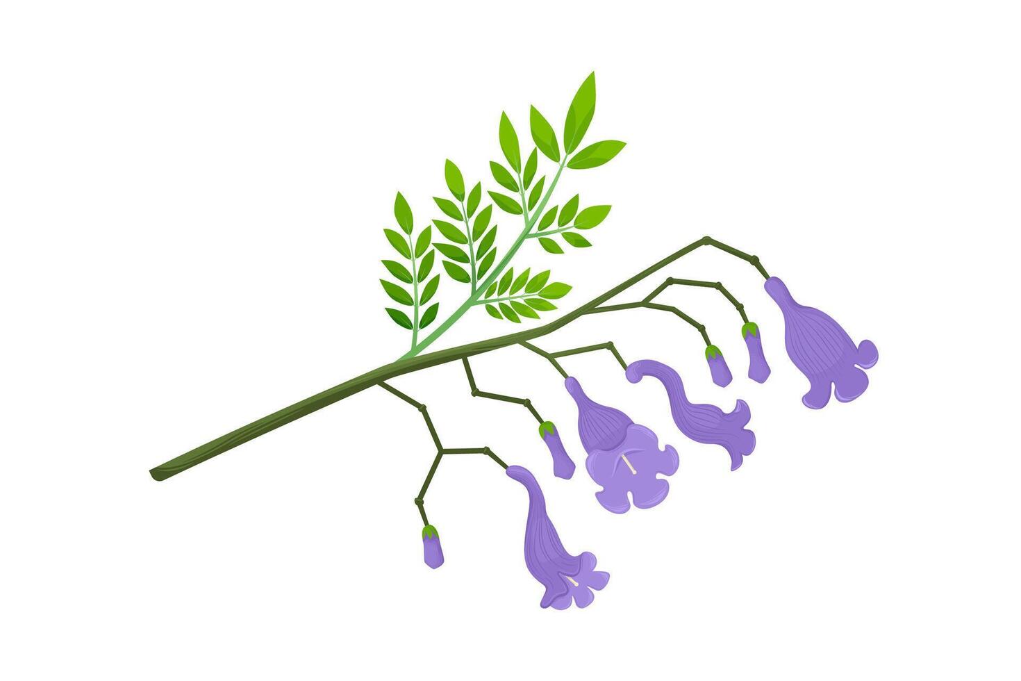 Jacaranda Mimosifolia tree, violet flowers, buds and leaves on the branch. Flora in Australia and Portugal. vector