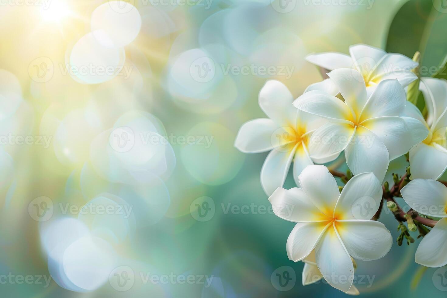 A beautiful copy space image featuring frangipani flowers blooming with a softly blurred background photo