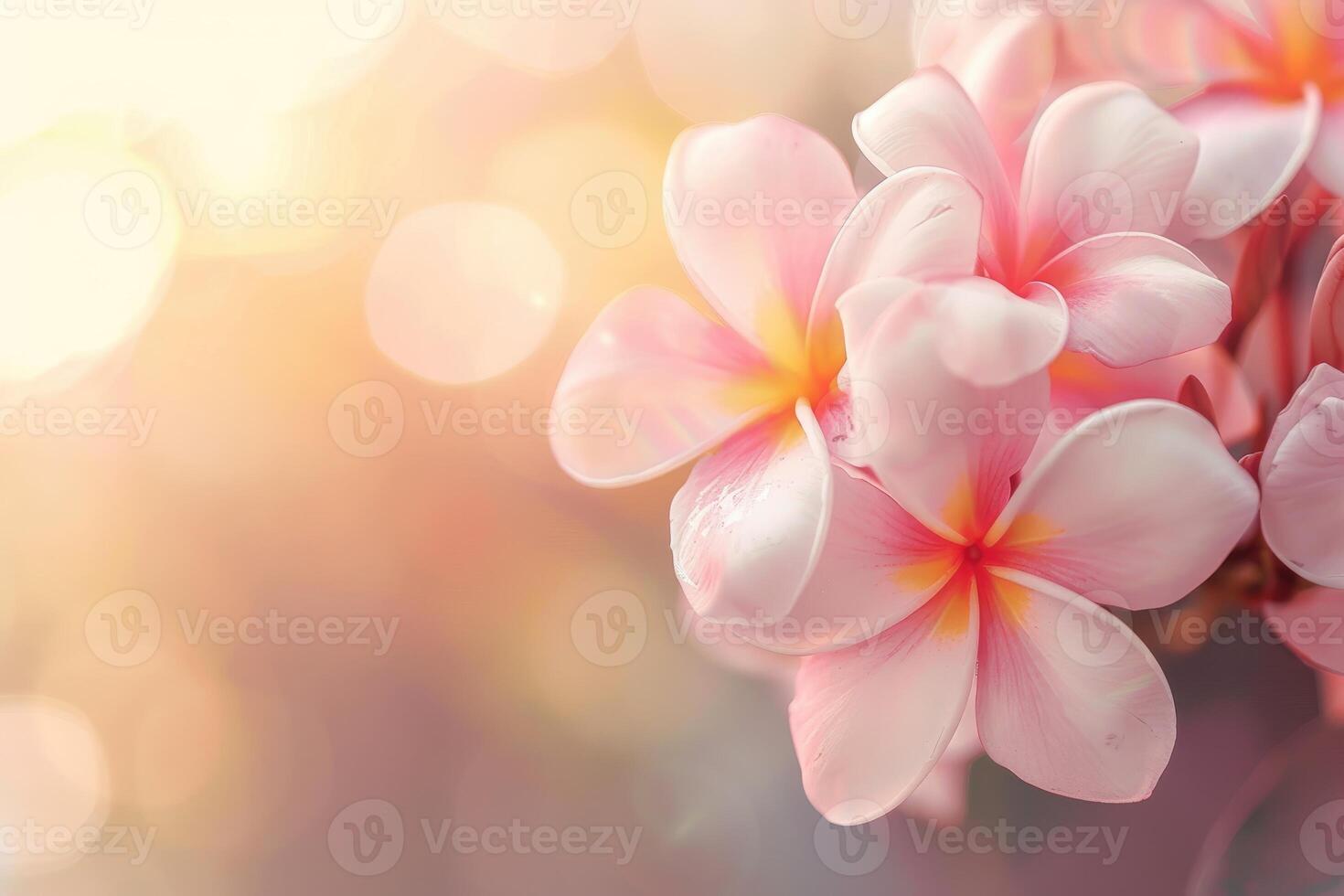 A beautiful copy space image featuring frangipani flowers blooming with a softly blurred background photo