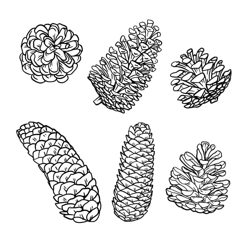 Line art conifer cones. Black and white graphic outline illustration vector