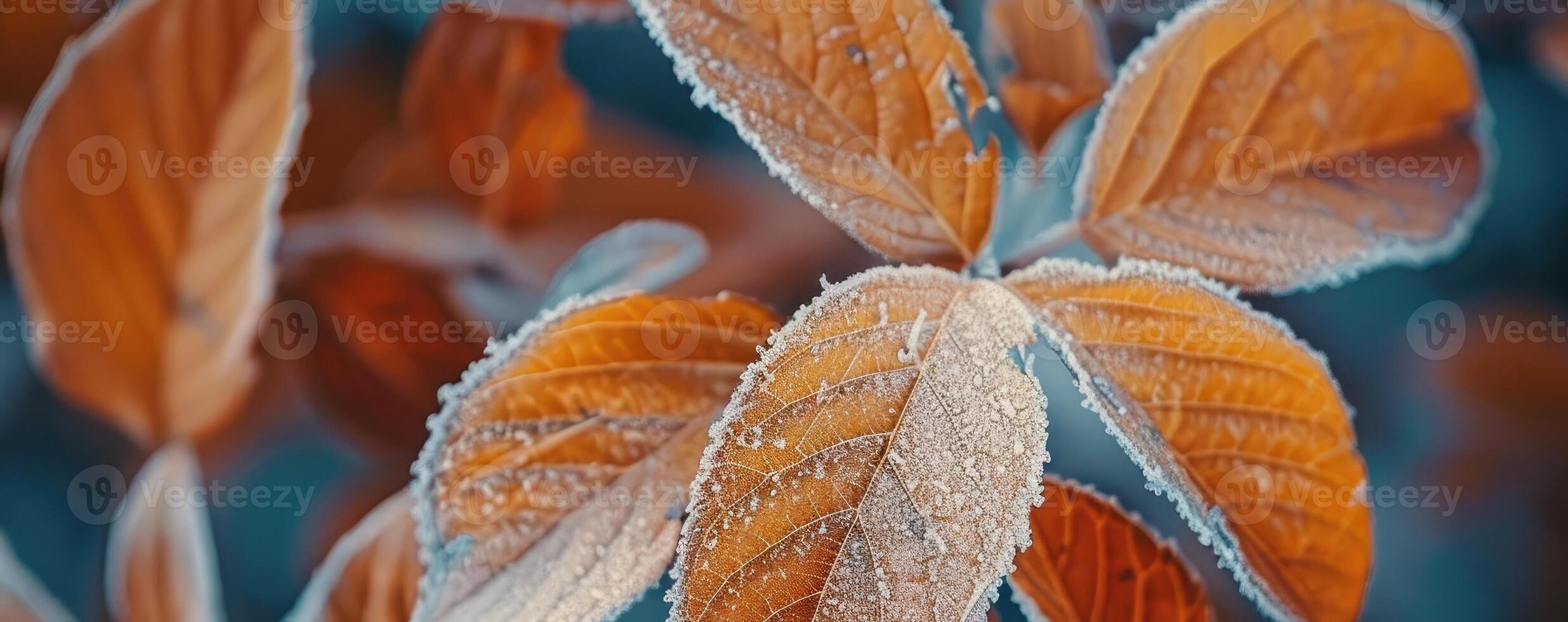 Beautiful colorful nature with bright orange leaves covered with frost in late autumn or early winter photo