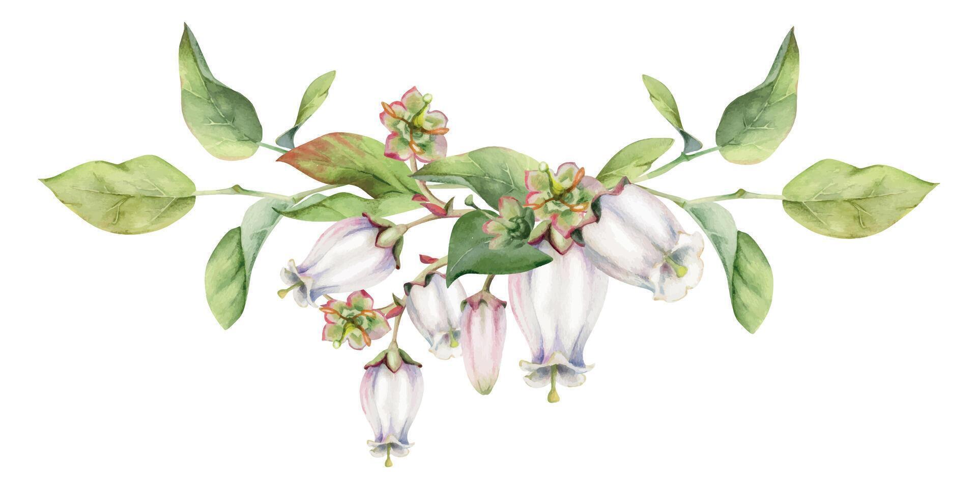Blueberry white bell flower and bud with green leaves on branches, hand drawn in watercolor, wildflower botanical illustration. Isolated garland composition, for scrapbooking, wedding, florist shop vector
