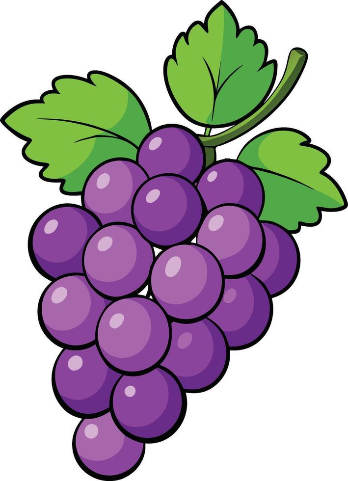 purple grape leafly vector