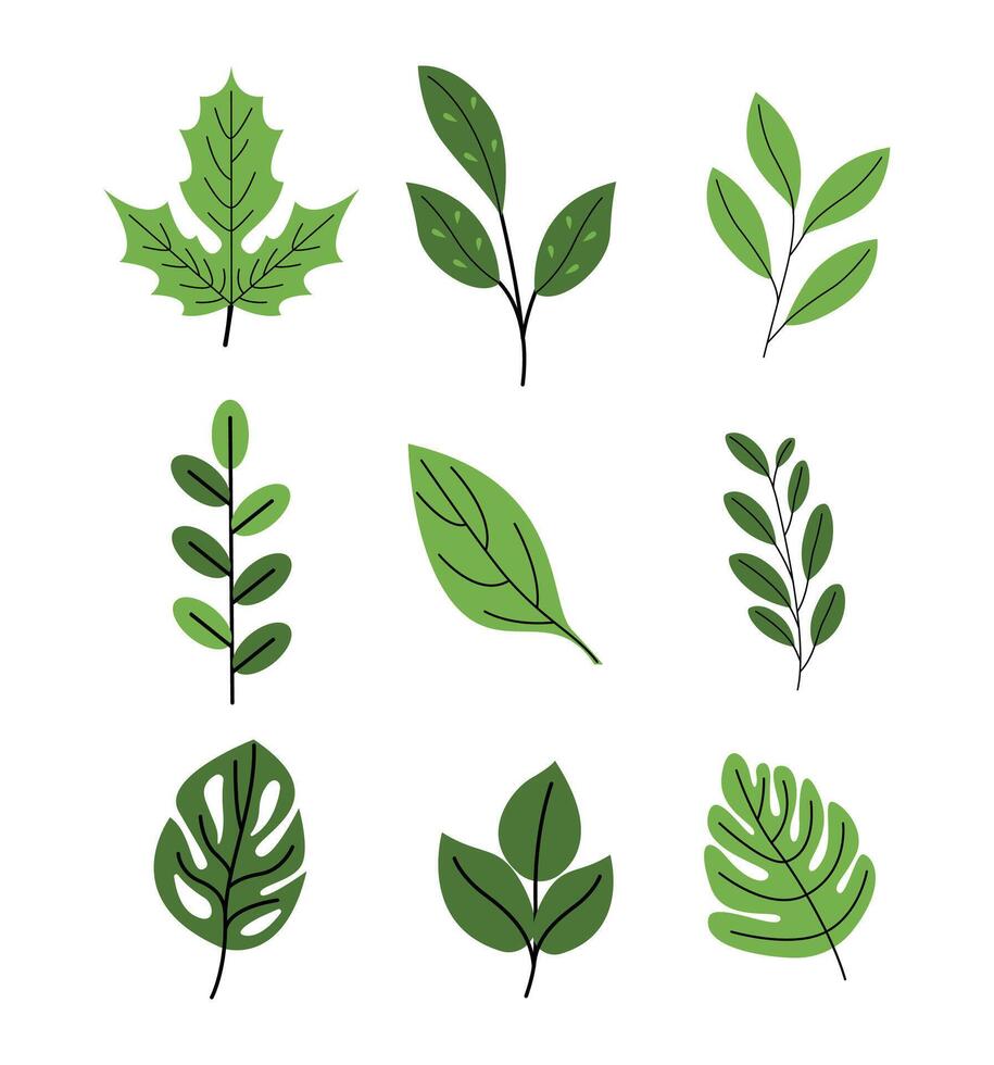 Green Leaves Collection for Botanical and Nature Art vector
